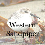 Western Sandpiper