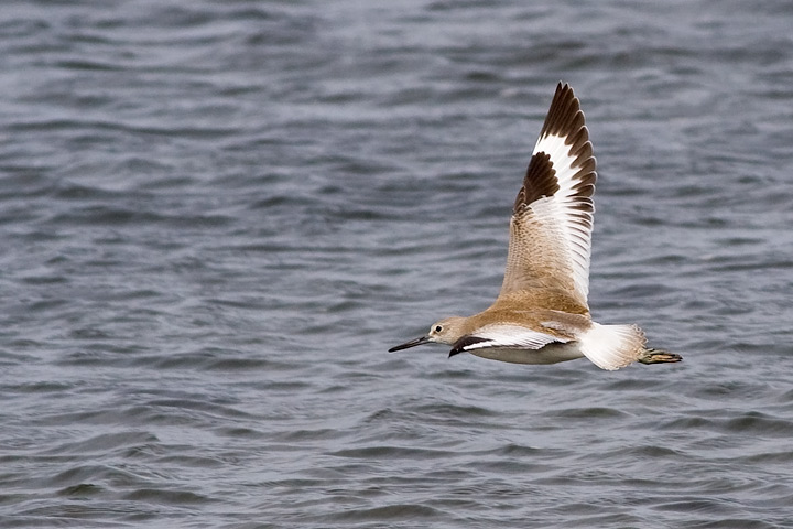 Western Willet
