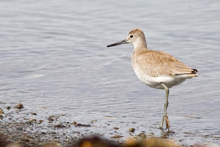 Western Willet