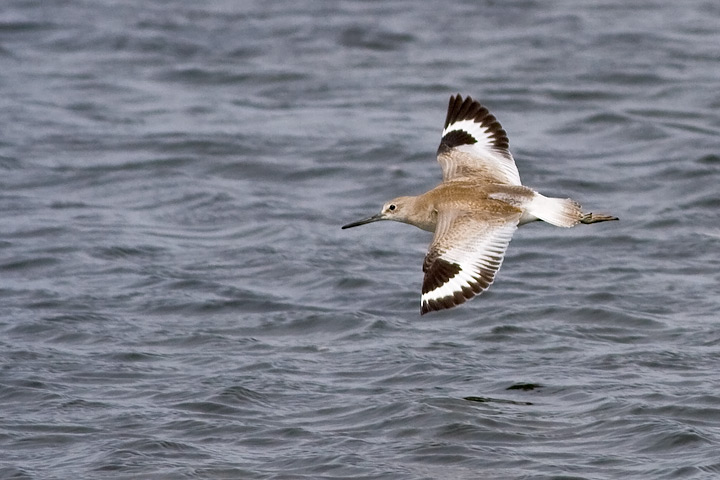Western Willet