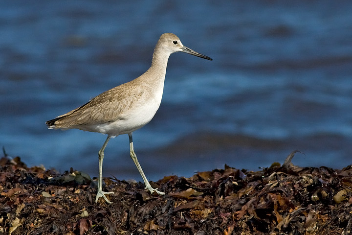 Western Willet
