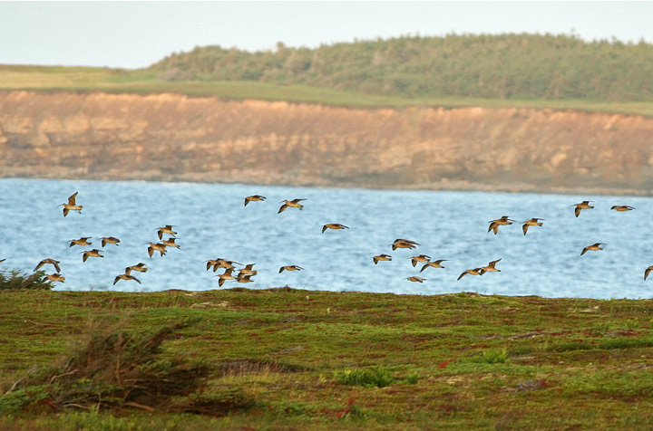 Whimbrel