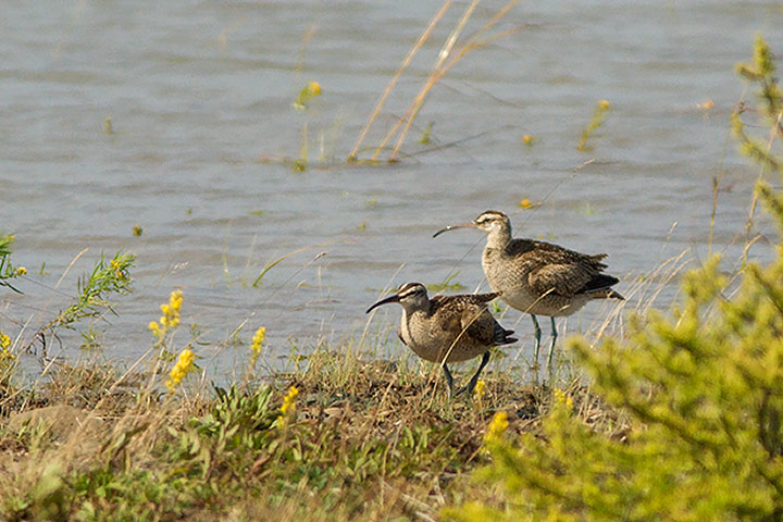 Whimbrel
