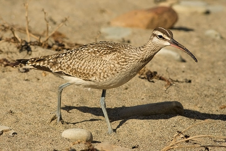Whimbrel