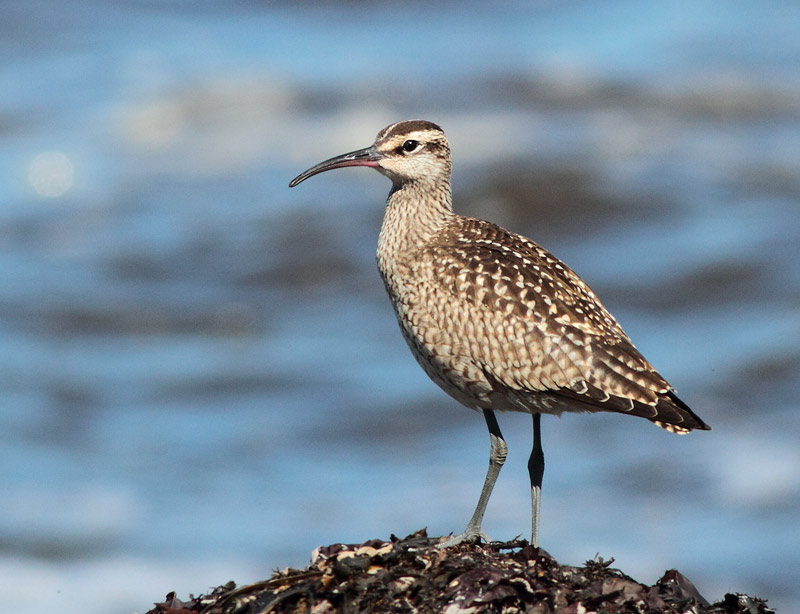 European Whimbrel