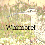 Whimbrel