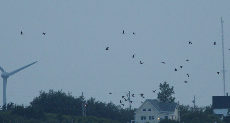 Whimbrel