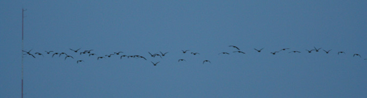 Whimbrel