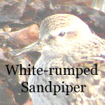 White-rumped Sandpiper