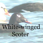 White-winged Scoter