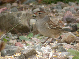 White-crowned Sparrow
