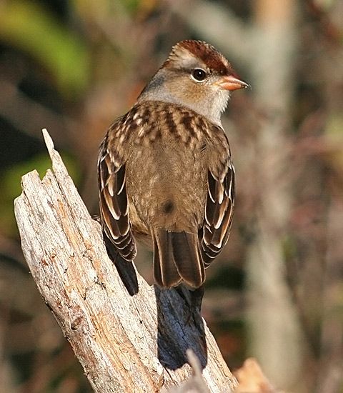 White-crowned Sparrow