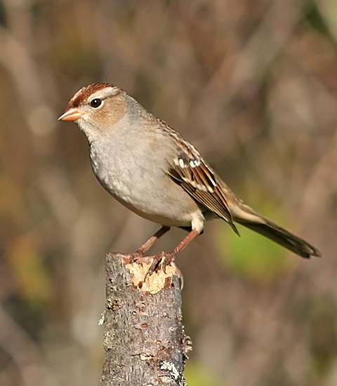 White-crowned Sparrow