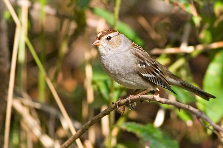 White-crowned Sparrow