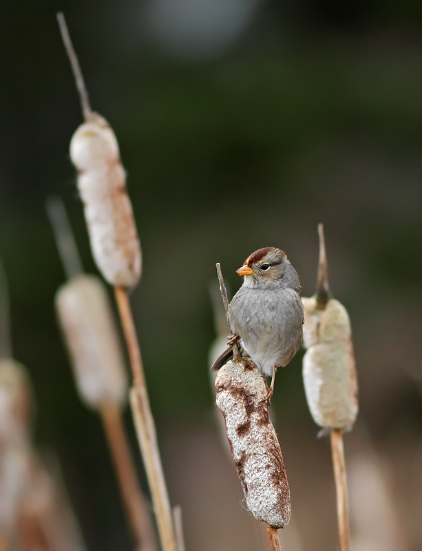 White-throated Sparrow