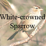 White-crowned Sparrow