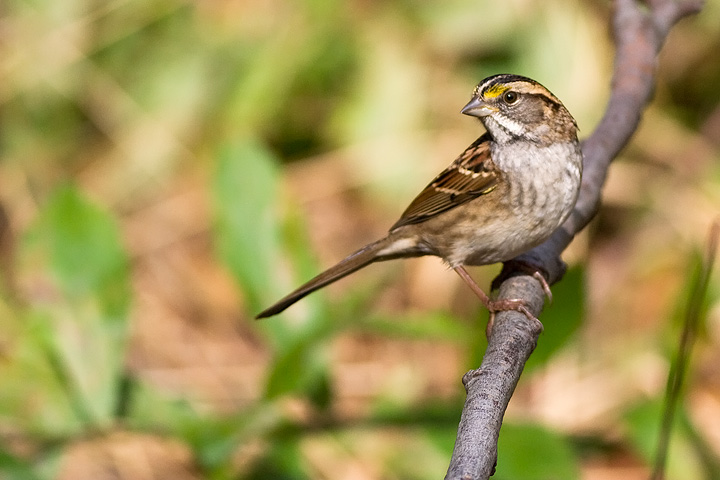 White-throated Sparrow