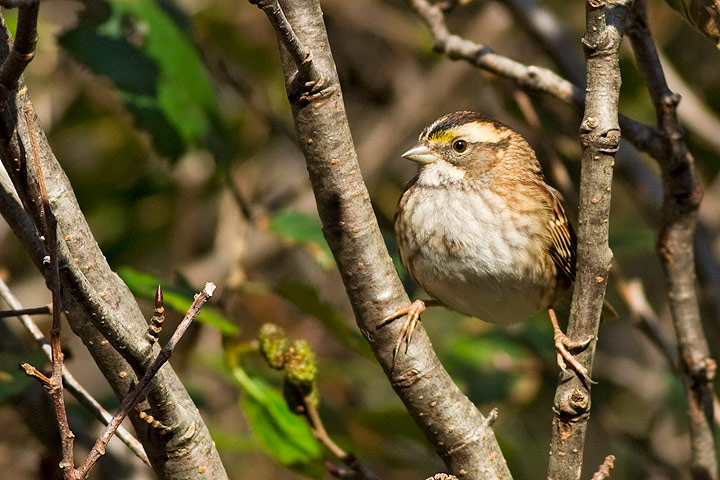 White-throated Sparrow