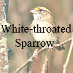 White-throated Sparrow