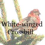 White-winged Crossbill