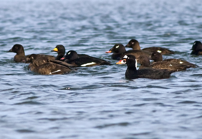 White-winged Scoter, Black Scoter, Surf Scoter