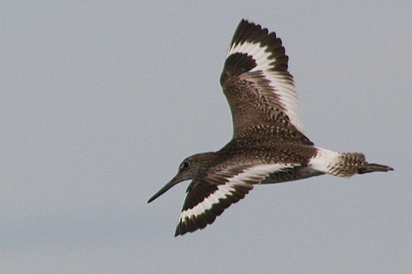 Willet