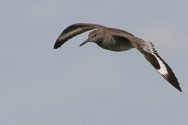 Willet