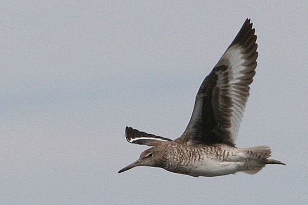 Willet