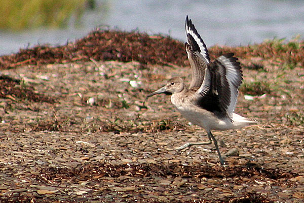 Willet