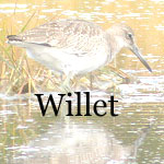 Willet