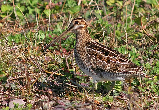 Wilson's Snipe