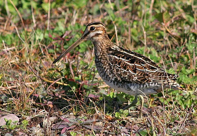 Wilson's Snipe