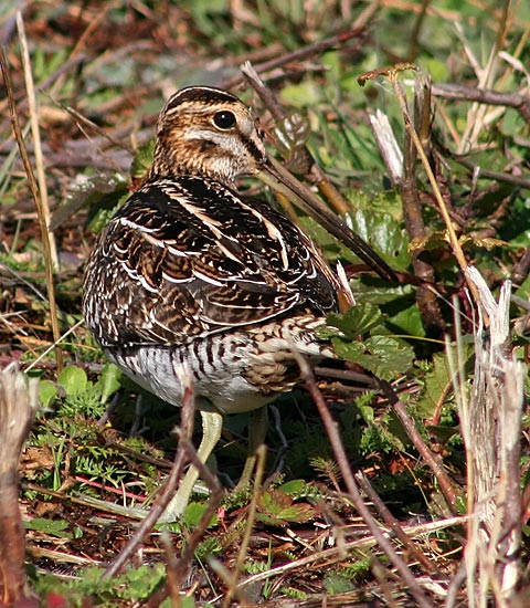 Wilson's Snipe