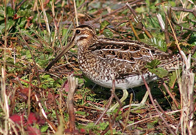 Wilson's Snipe