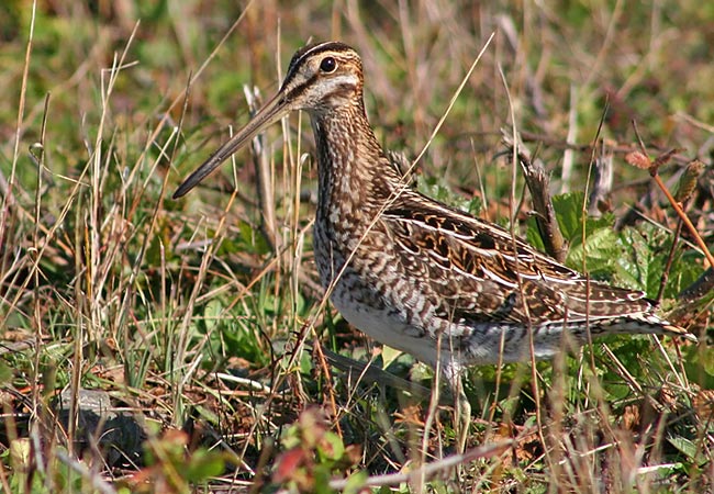 Wilson's Snipe