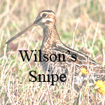 Wilson's Snipe