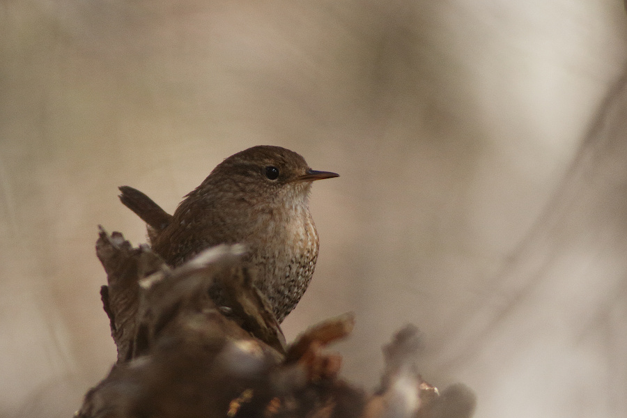 Winter Wren