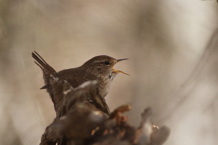 Winter Wren