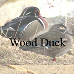 Wood Duck