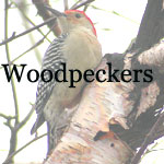 Woodpeckers, Sapsuckers, Flickers