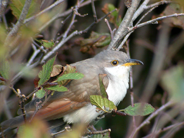 Yellow-billed Cuckoo