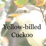 Yellow-billed Cuckoo