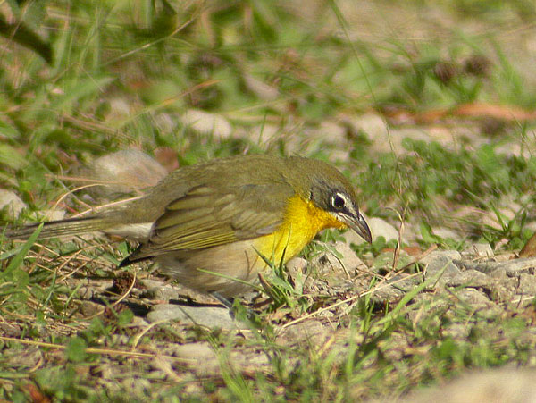 Yellow-breasted Chat