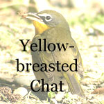 Yellow-breasted Chat