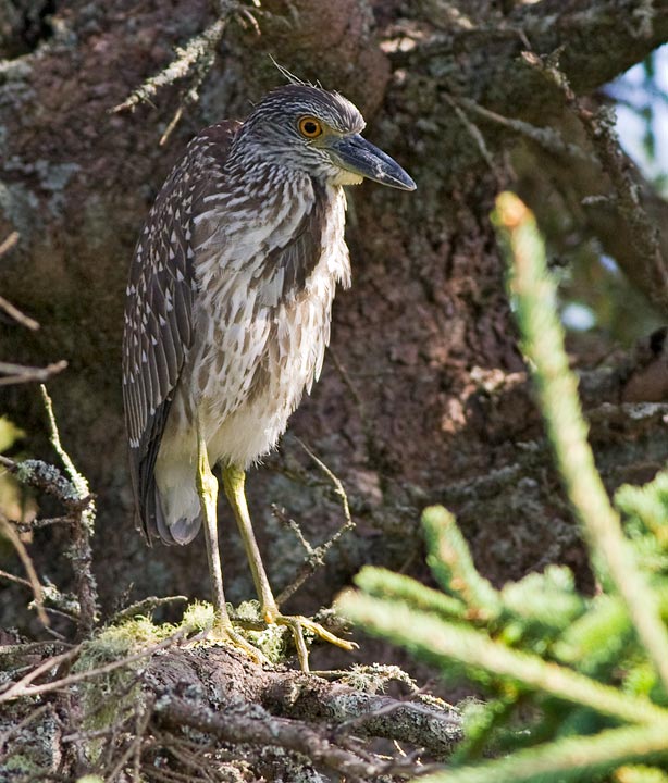 Yellow-crowned Night-Heron