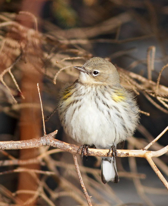 Yellow-rumped Warbler