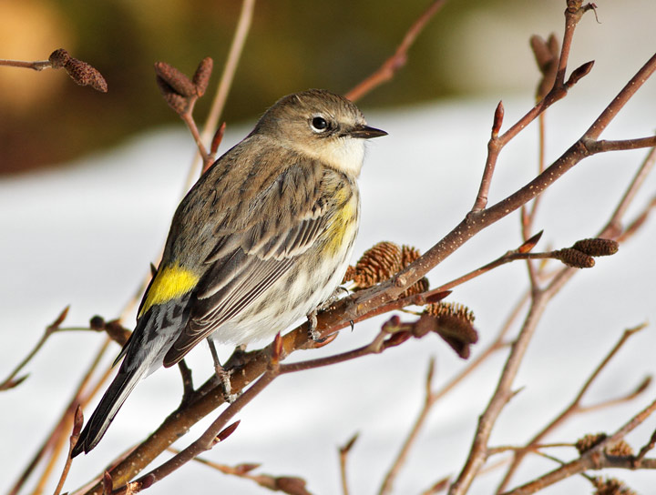 Yellow-rumped Warbler