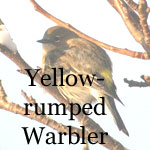 Yellow-rumped Warbler