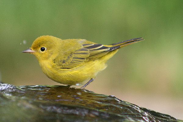 Yellow Warbler
