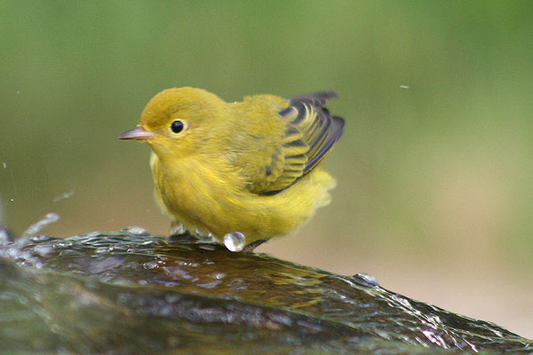 Yellow Warbler
